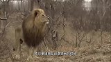 索贝里雄狮：爬树抢羚羊，技艺不精，美颜狮王，注定是一代传奇