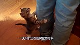 饿坏了的小猫咪抱着主人的腿，上不去也下不来，急死宝宝了