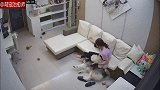 雪橇犬把小狗给压着了，通过监控回看，怎么像是故意的呢！