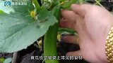 它是皮肤的“减龄菜”，淡化眼角细纹，淡斑驻颜，小白净又水灵！