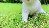 可爱的小猫咪