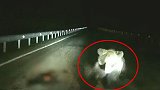 司机深夜高速上开车前方突然扑来巨大黑影 吓得瞬间屏住呼吸