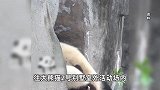 两小孩熊猫基地扔瓶子、撒尿被严重警告：再发生将禁止其与监护人1年内入园