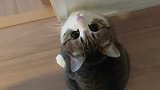 捉红外线的小猫，太可爱了