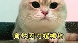 猫为了不让主人吃能有多努力猫 剧情 剧情反转 猫咪的迷惑行为 萌宠出道计划 动物故事创编