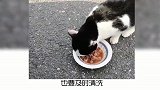 宠物冷知识：新手喂猫的几个误区！
