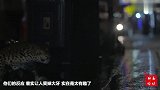当在路上看到一只“豹子”路人的反应我看笑了
