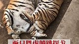 近日，山东 烟台，动物园内两只小胖虎当众躺着探戈，网友：肉乎乎真可爱！ 动物