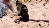 独眼猴女儿和猴宝形影不离，喜欢真好