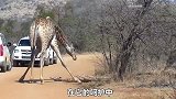 长颈鹿为保护孩子，正面硬刚三头母狮，用行动诠释母爱的伟大