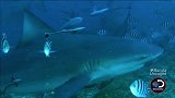 WWE-18年-无愧最凶狠之名！隆达罗西潜水18米喂食大白鲨-新闻