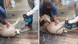 澳大利亚一男子用电锯“剪羊毛” 被批“残忍、无知和愚蠢”