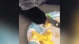 看不见我，看不见我！