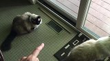 真是乖巧的猫咪们呢，看着一动不动的模样，真是好玩极了！