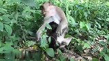 猴仔太不听话了，猴妈忍不住动手了