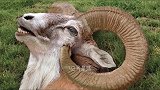 小动物们悲伤的烦恼，人类怎么会懂呢？ 科普  动物  国潮科技  涨知识  神奇动物在
