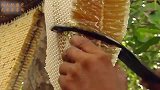 原始部落采集蜂蜜，还与老虎斗智斗勇，只为家中妻儿的温饱