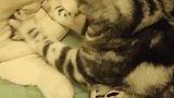 猫：别打扰我，我要学习学习按摩手法！