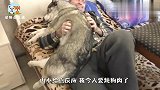 二哈拆家后向男主人求救，谁知还是被女主人逮到了，看完忍住别笑