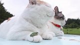 猫咪手上爬来一只小青蛙，可把同伴看懵圈了