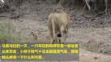 狮子妈妈带着孩子出巡，走到半路就开始罢工了！