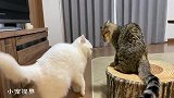 在家待久的俩猫咪，互看不顺眼，一场大战即将展开