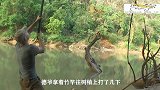 荒野：德爷本期艰难地渡过下河，抓鱼捕虾很是潇洒