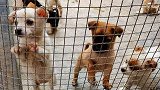 四川邮管局通报：宠物盲盒涉事企业被立案调查