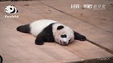 30秒丨熊猫社区——睡觉才是熊生大事