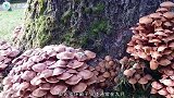 美国发现世界上最大的蘑菇群，体积占据整个森林，一辈子也吃不完