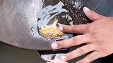 陶好的金沙倒进勺子里，师傅都要小心翼翼，掉一点老板都要心疼！