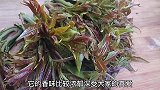 香椿芽炒鸡蛋不要直接下锅，多加一步骤，味道香醇，一大盘不够吃