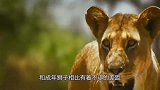 狮子偷袭落单野猪，野猪一个转身，狮子的肠子都悔青了！