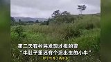 老人养的怀孕母牛惨遭盗宰：价值2万，肚子里还有个没出生的小牛