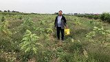 这种野生瓜，拇指大，香气浓，每年秋天农村人都捡些回家净化空气