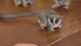 这么小的猴子你见过吗？也太可爱了