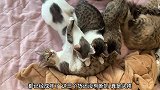 猫咪都这么大了还没有断奶，猫妈也是无语了吧