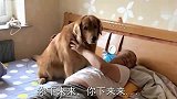 金毛听说主人要揍它，立马跑到姥爷房间，让姥爷给自己撑腰，逗