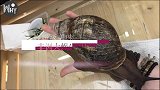 非洲蜗牛中国泛滥成灾，非洲人的超级美味，中国吃货为何不敢吃？