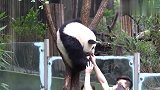 熊猫：乖乖地量脚掌，苹果一掉场面就失控了