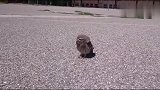 可爱的小猫头鹰独自站在马路中间，看上去好忧伤的样子！