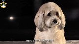为什么有的狗一出生，就要把尾巴剪掉？狗狗被断尾不痛吗？