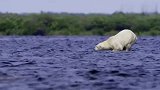 极为罕见！北极熊捕杀白鲸，一口咬住后脑使其当场毙命