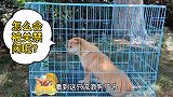 流浪狗因高考被关禁闭，但这一关，把它关成了网红狗！