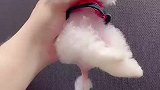 高高举起我的小可爱