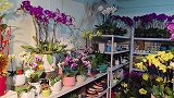 衡阳年味：迎春花市-蝴蝶兰，兰中皇后，花开美艳，吉祥喜庆