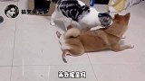 搞笑配音：不是说建国之后动物不能成精吗