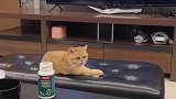 小猫咪舌头怎么忘在外面了啊？
