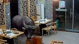 江苏泰州：祸从天降！“牛魔王”发狂冲进餐馆顶飞男子