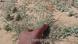 沙漠里的野生大西瓜一定不能摘，游客却不听劝阻，刚摘下后悔了